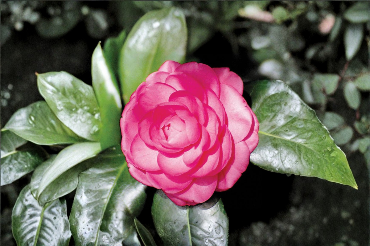 Japanese Camellia Pink Princess 1 Gal Live Plant | Camellia japonica Pink Flowering Evergreen Shrub
