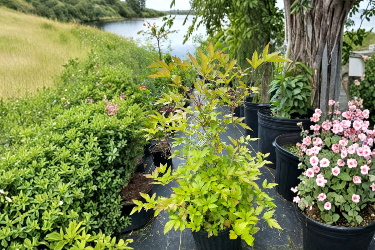Yellowroot Shrub Xanthorhiza simplicissima - 1 Gallon Live Plant