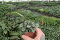 Peperomia Little Toscani Starter Plants (2) Bare Root