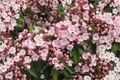 Pink Mountain Laurel (Kalmia latifolia) Bare Root Live Plant