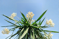Yucca Adam’s Needle Live Bare Root Plant - 15" Tall Yucca filamentosa