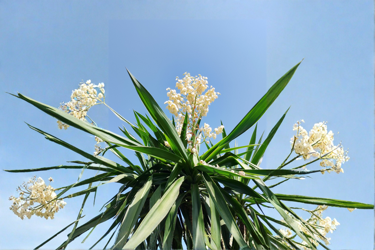 Yucca Adam’s Needle Live Bare Root Plant - 15" Tall Yucca filamentosa