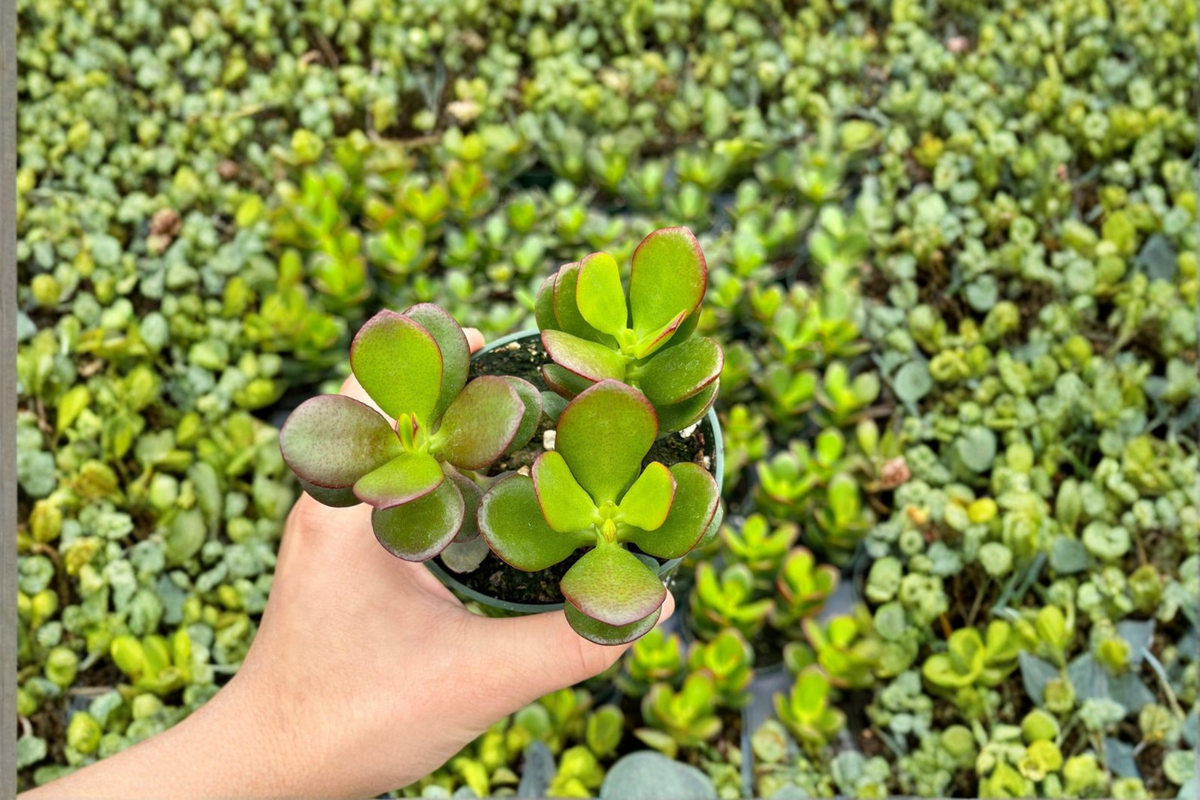 Crassula ovata Jade Plant - 4 Inch Rooted Bonsai Jade Plant