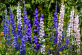 Delphinium Magic Fountains Mix Starter Plants (4 Pack) | Delphinium elatum