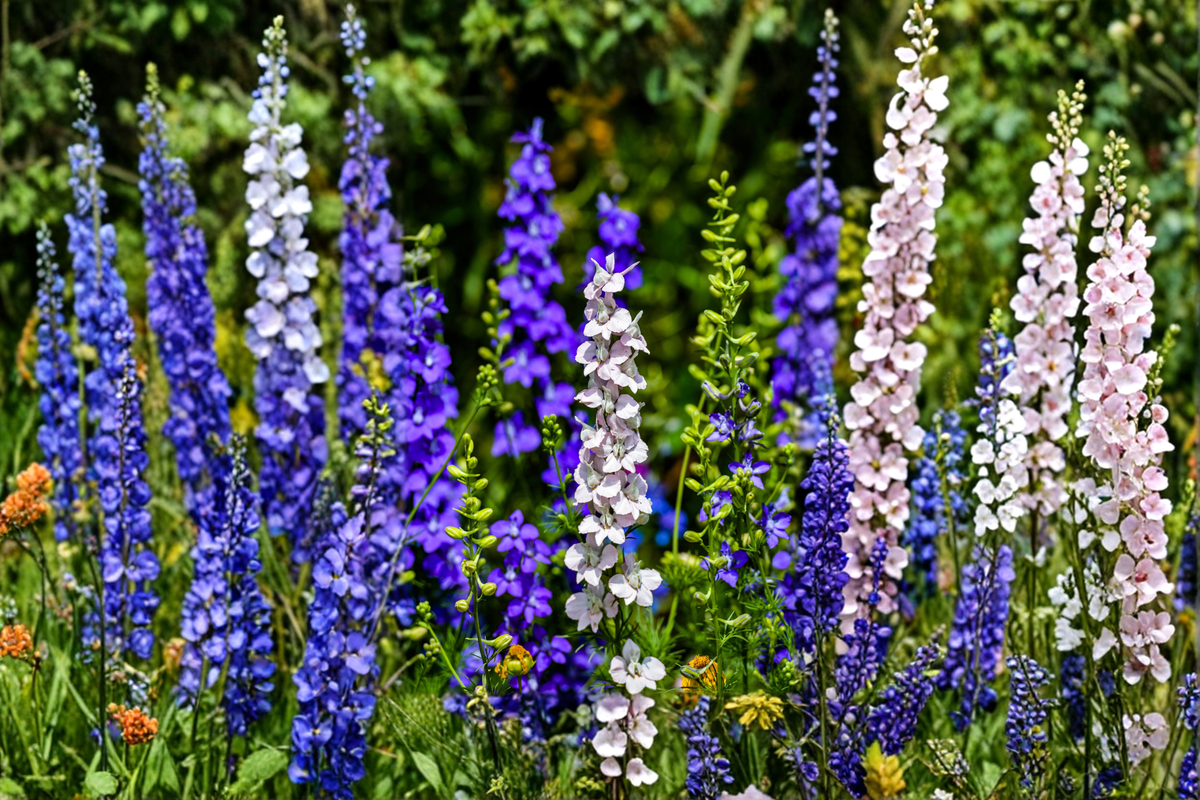Delphinium Magic Fountains Mix Starter Plants (4 Pack) | Delphinium elatum
