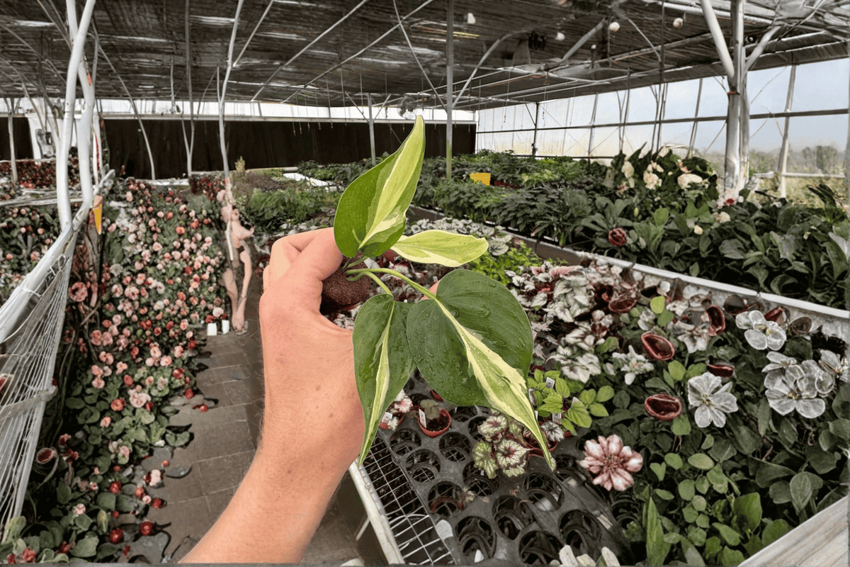 Philodendron Cream Splash Starter Plants (2) Bare Root – Philodendron hederaceum