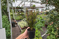 Picasso's Paintbrush Croton Live Plants – 2-Pack, 4-Inch Pots