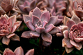 Graptoveria Dusty Pink Live Succulent Pups - 2 Small Rooted Starter Plants