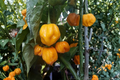 Aji Mango Pepper Plants (Lot of 3) Capsicum baccatum – Live Starter Plants, 75+ Days Old