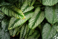 Calathea Vittata (Goeppertia elliptica 'Vittata') Pinstripe Prayer Plant - 4-Inch Pot