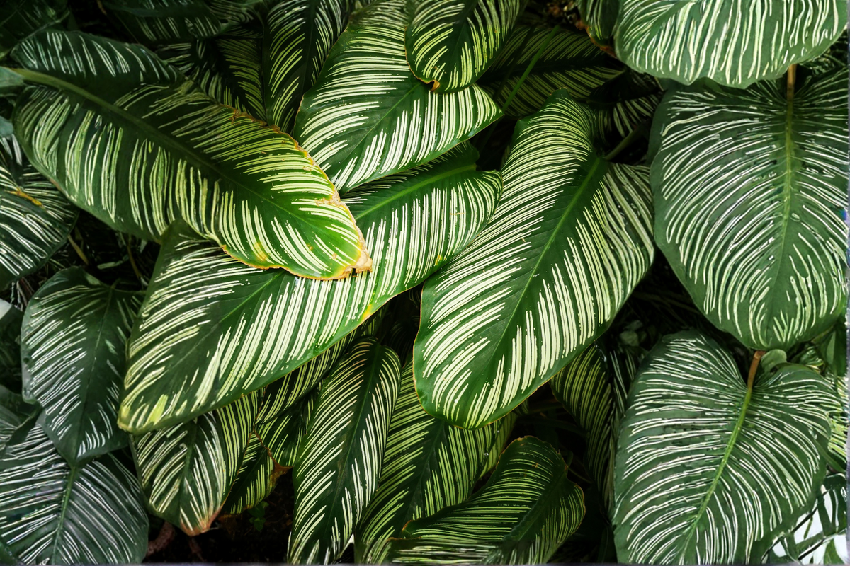 Calathea Vittata (Goeppertia elliptica 'Vittata') Pinstripe Prayer Plant - 4-Inch Pot