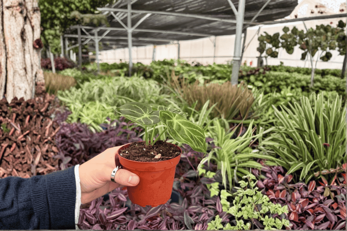 Anthurium AOS x Domino – 2 Live Plants in 4-Inch Pots