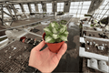 Variegated Agave (2 Live Plants) in 4-Inch Pots | Succulent Garden