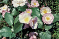 Japanese Camellia ‘Japanese Fantasy’ 1 Gallon Live Plant – Camellia japonica Pink White Blooming Evergreen Shrub