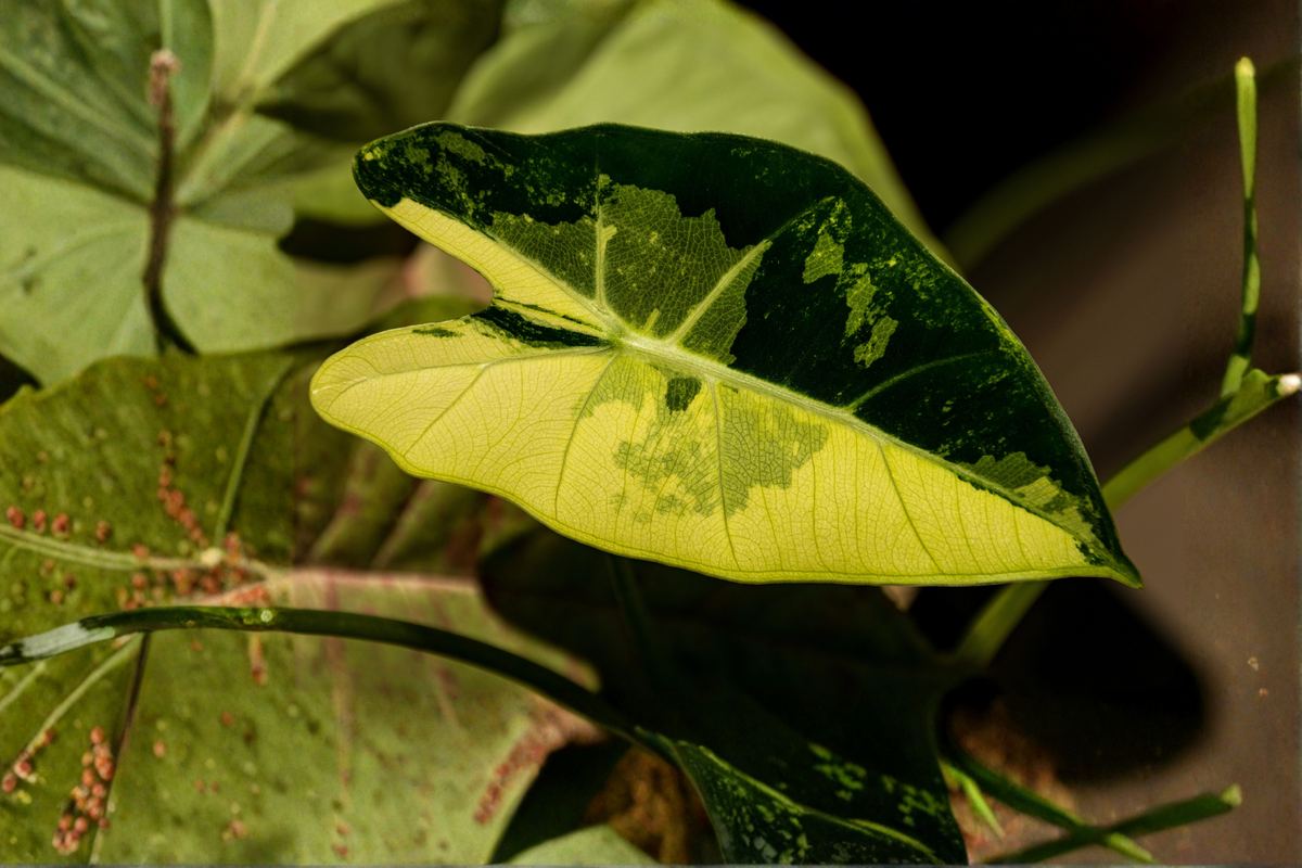 Variegated Frydek Alocasia corm | 1 Live Variegated Frydek Alocasia Corm