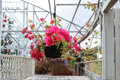 Rijnstar Pink Bougainvillea Starter Plant | Live Starter Plant in Container