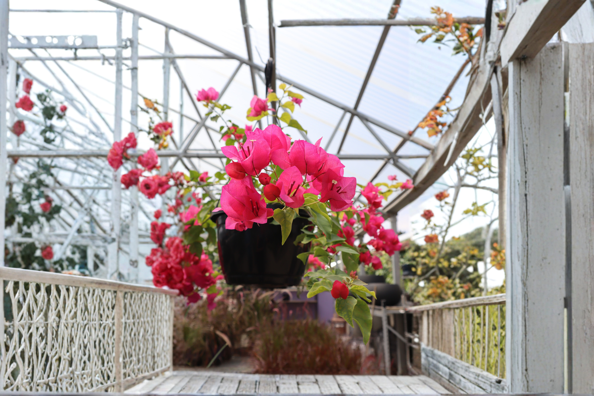 Rijnstar Pink Bougainvillea Starter Plant | Live Starter Plant in Container