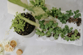 African Blue Basil Starter Plant | Ocimum Kilimandscharicum × Ocimum Basilicum