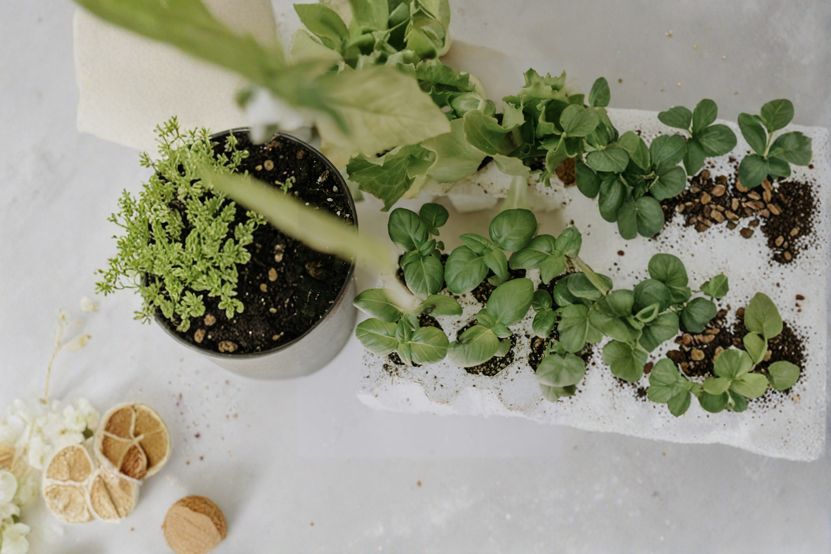 African Blue Basil Starter Plant | Ocimum Kilimandscharicum × Ocimum Basilicum