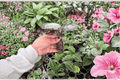 Calathea 'Northern Lights' Live Starter Plants (2) – Bare Root in Protective Soil Pods