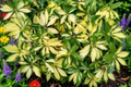 Dwarf Umbrella Tree (Schefflera arboricola) – Rooted Live Houseplant