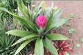 Lot of 3 Bromeliad Quesnelia testudo ‘Winter Torch’ Live Pink Plants