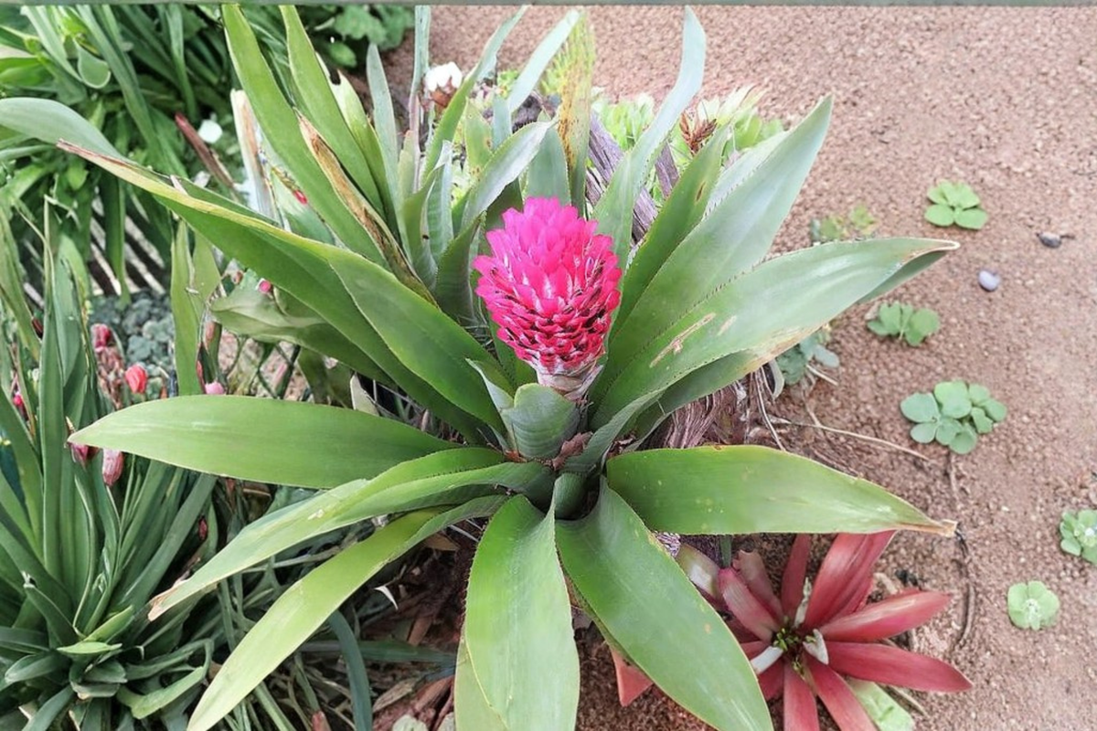 Lot of 3 Bromeliad Quesnelia testudo ‘Winter Torch’ Live Pink Plants