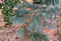 Cesarini Blue Limber Pine - Pinus flexilis ‘Cesarini Blue’ Live Plant 12-Inch 1 Gallon Pot
