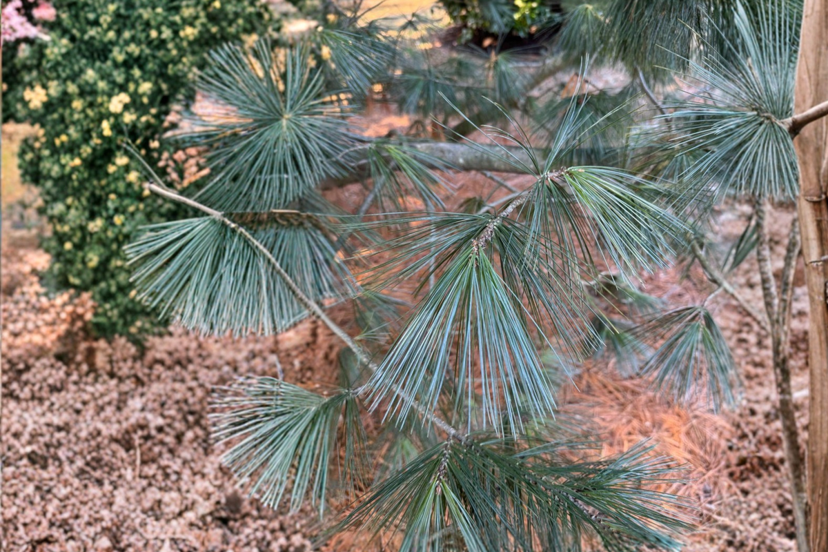 Cesarini Blue Limber Pine - Pinus flexilis ‘Cesarini Blue’ Live Plant 12-Inch 1 Gallon Pot