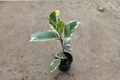 Ficus Tineke Variegated Rubber Plant - 4 Inch Starter Plant (Rooted)