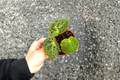 Begonia Ferox - Fully Rooted Starter Plant | Spiked Dark Green Foliage, Indoor Tropical Houseplant