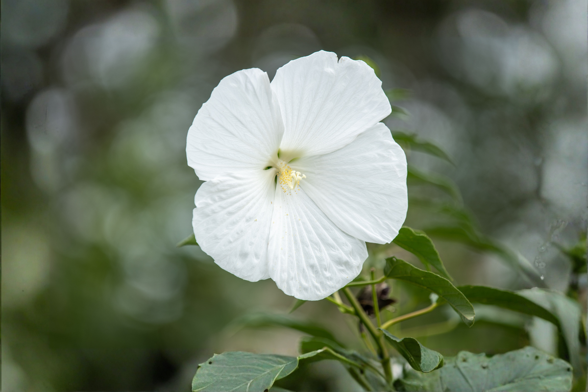 Marshmallow Moon Hardy Hibiscus Live Plant in 2.5-Inch Pot (Hibiscus moscheutos)