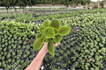 Pilea mollis 'Moon Valley' Live Plants – 2 in 4-Inch Pots
