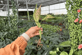 Aglaonema Jazzed Gems XL Starter Live Plants - 2-Pack