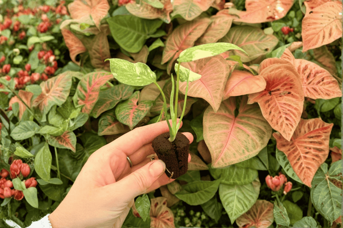 Monstera Legacy - 2 Exact Live Starter Plants (Monstera deliciosa) in 2-inch Nursery Pots