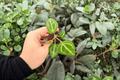Anthurium Crystal x Dorayaki Starter Plants - 2 Live Plugs