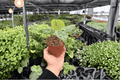 Anthurium Papi x HU (KOS) – 2 Live Plants in 4-Inch Pots