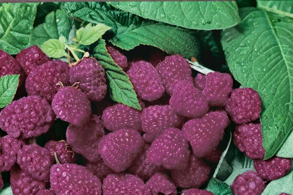 Purple Royalty Raspberry Seeds – 100 Pack, Rubus Hybrid, Purple Fruit