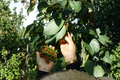 Black Pepper Live Starter Plant – Piper nigrum | Tropical Evergreen Vine