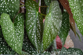 Begonia atricha Live Plant | 2.5-Inch Pot - Rare Tropical Foliage