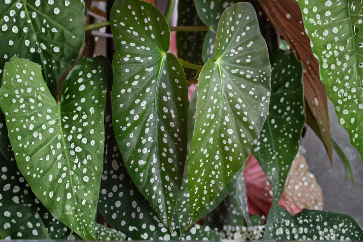 Begonia atricha Live Plant | 2.5-Inch Pot - Rare Tropical Foliage