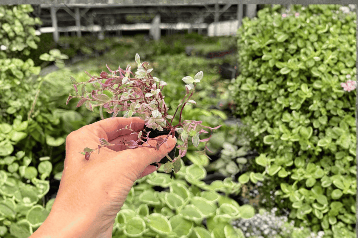 Tradescantia Pink Panther Starter Plants (2 Plugs) – Exact Live Plants