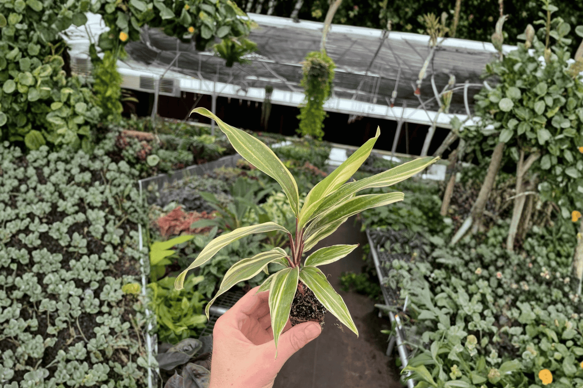 Cordyline Chocolate Queen Starter Plants (2) Bare Root – Cordyline fruticosa 'Chocolate Queen'