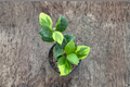 Hoya Obscura Albo Marginata Live Plant in 4-Inch Pot | Starter Plant / Rooted Cutting