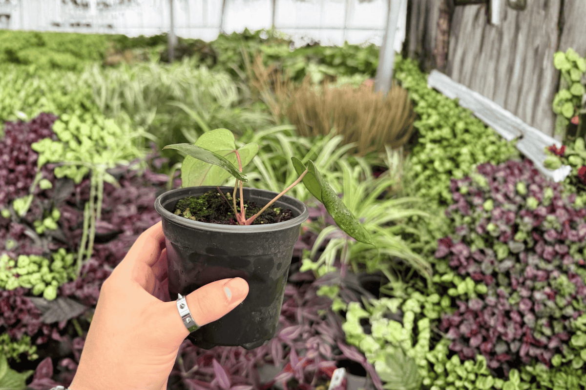 Anthurium Goliath x Dark Mama – 2 Live Plants in 4-Inch Pots (Exact Plants)