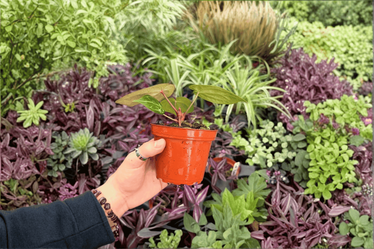 Anthurium Papi Red Sinus x K.O.S. 2-Pack - 4” Specific Bare-Root Cuttings