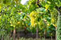 Niagara Grape Vine 1 Gal Live Plant – White Grapes, Climbing Fruit Vine