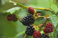 Allegheny Blackberry Live Rooted Starter Plant Rubus allegheniensis | Zones 3–8