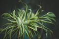 Dracaena Tornado Live Plant in 4-Inch Pot | Dracaena fragrans Curly Indoor Houseplant