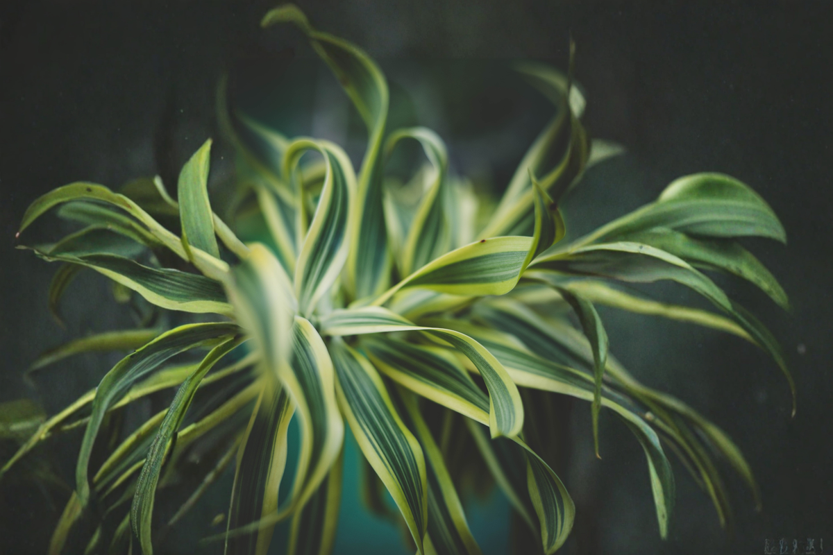 Dracaena Tornado Live Plant in 4-Inch Pot | Dracaena fragrans Curly Indoor Houseplant
